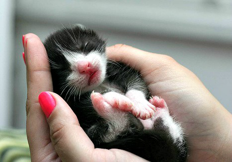 Holding Black and White Kitten in Hands