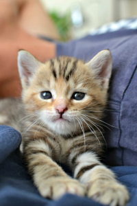 Kitten Cuteness