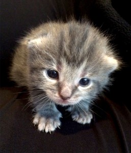 Little Kitten on Blanket
