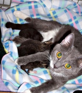 Mom Cat Nursing Kittens