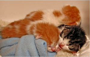 Litter of Kittens Sleeping