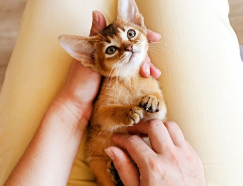 The Basics of FIP: Part 2 of 5