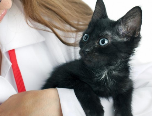 Treatment of FIP: Part 4 of 5