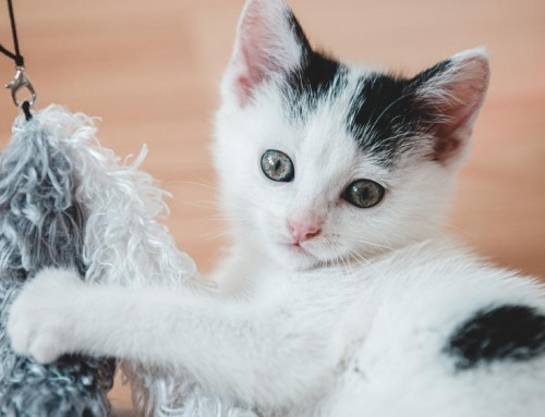 Control and Prevention of FIP: Part 5 of 5
