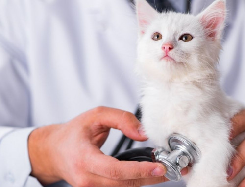 The Symptoms and Diagnosis of FIP: Part 3 of 5