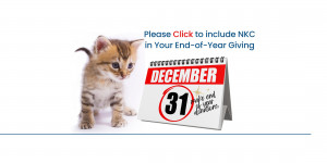 tabby kitten looking at calendar page for December 31 2025 with Make end-of-year donation notation
