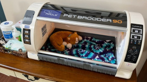Incubator with orange toy kitten inside. Next to incubator are supplies needed to care for a kitten