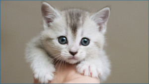 Young, light gray tabby kitten looking at camera and held in a hand