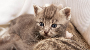 Brown tabby lying down