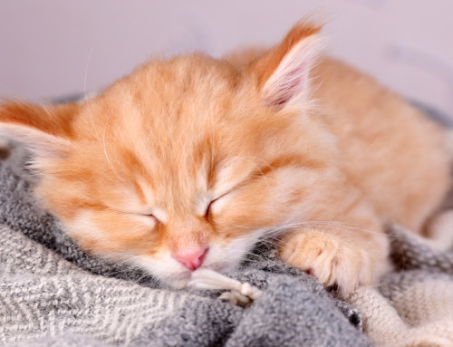 Identifying Emergency and Urgent Situations in Kittens: What to Do Until Veterinary Care Is Available