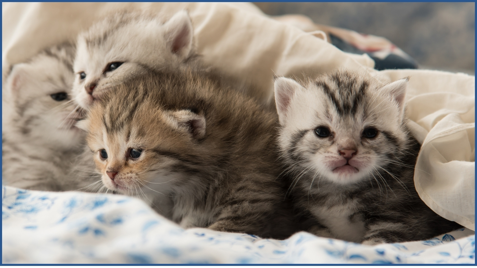 Four young kittens looking out from under a blanket