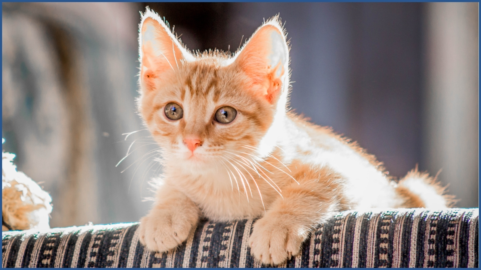 Orange tabby kitten perched on top of striped couch