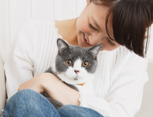 Understanding and Managing Allergies to Kittens and Cats