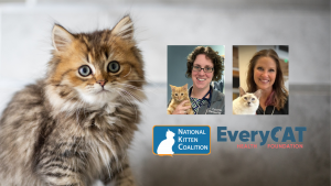 Photo of long haired tabby kitten sitting and looking at camera with small photos of webinar speakers and NKC and EveryCat Foundation logos