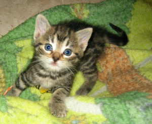 Kitten on Blanket