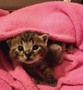 Kitten Looking Out From Under Blanket