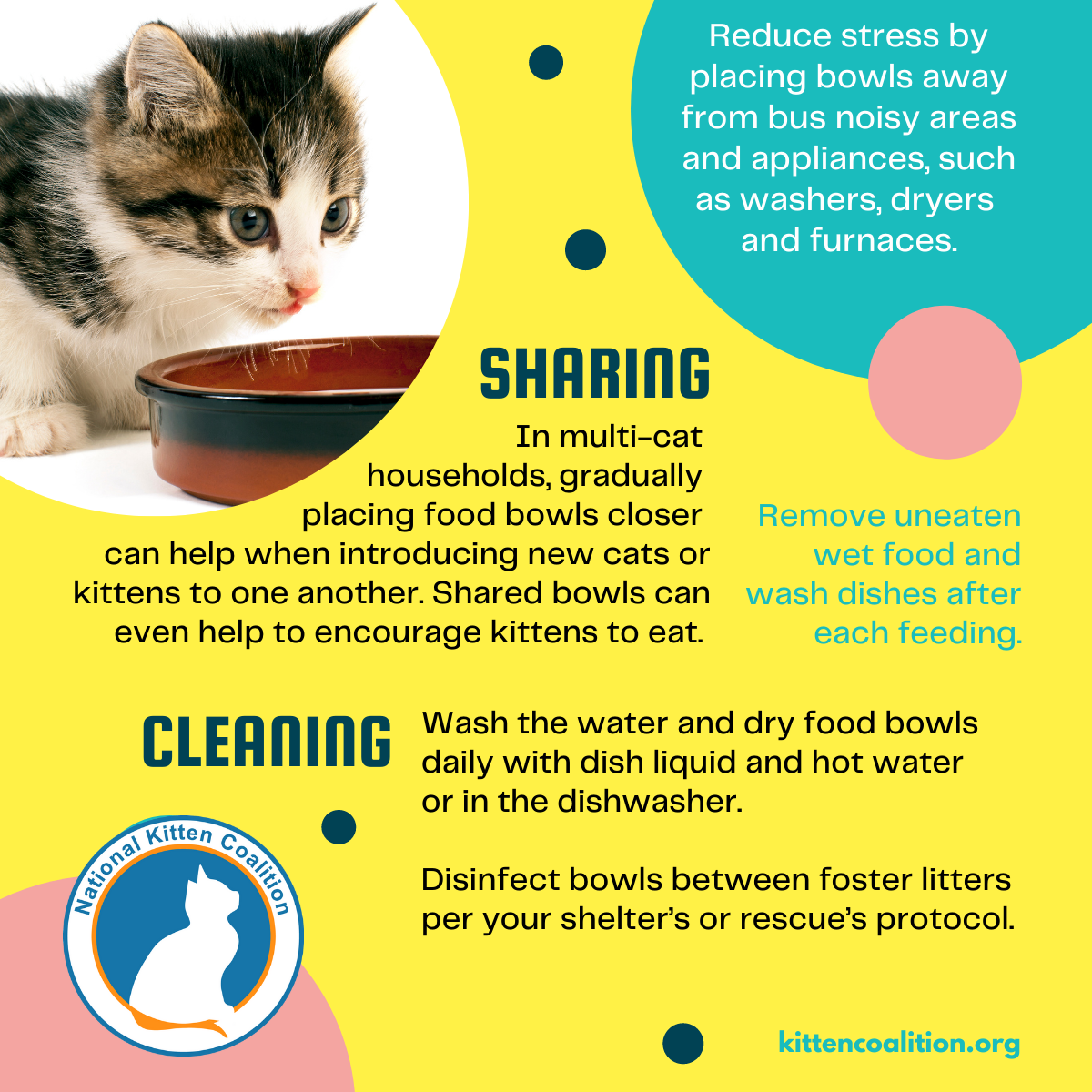 Good to Go: Choosing a Litter Box - National Kitten Coalition