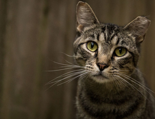 Effectively Managing Feral Community Cats: Trap-Neuter-Return (TNR)