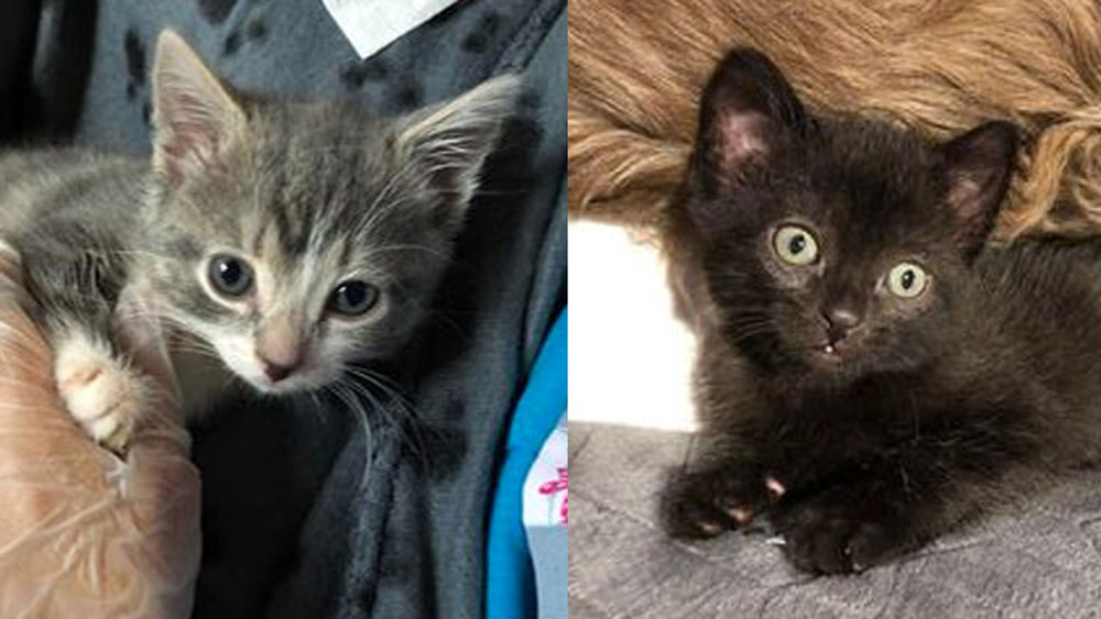 Ottawa Kitten Rescue
