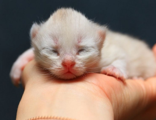 In One End, Out the Other: Understanding Kitten Poop