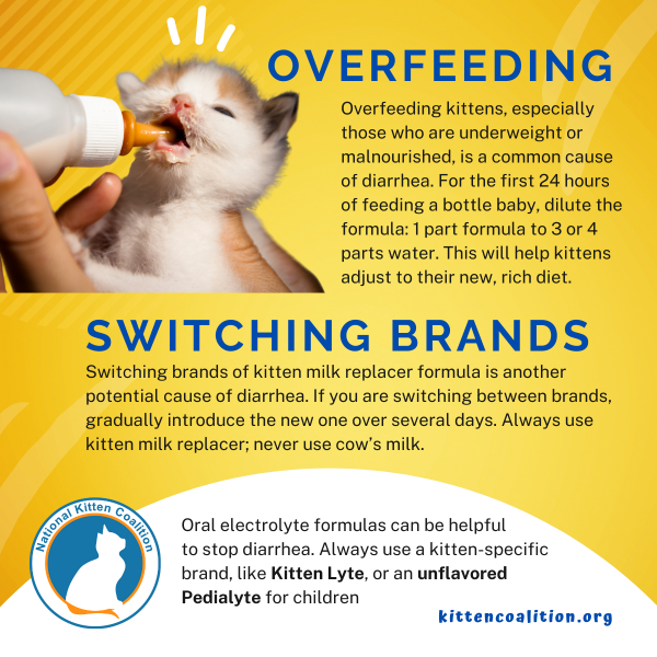 Messy and Dangerous Kitten Diarrhea National Kitten Coalition