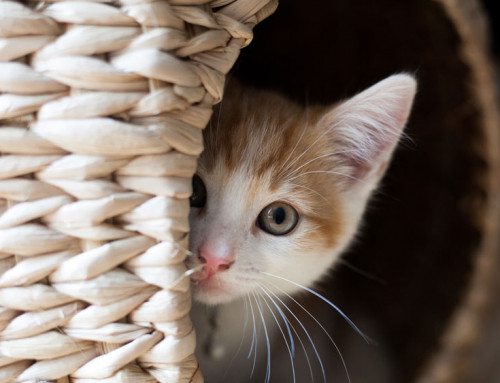 Messy and Dangerous: Kitten Diarrhea
