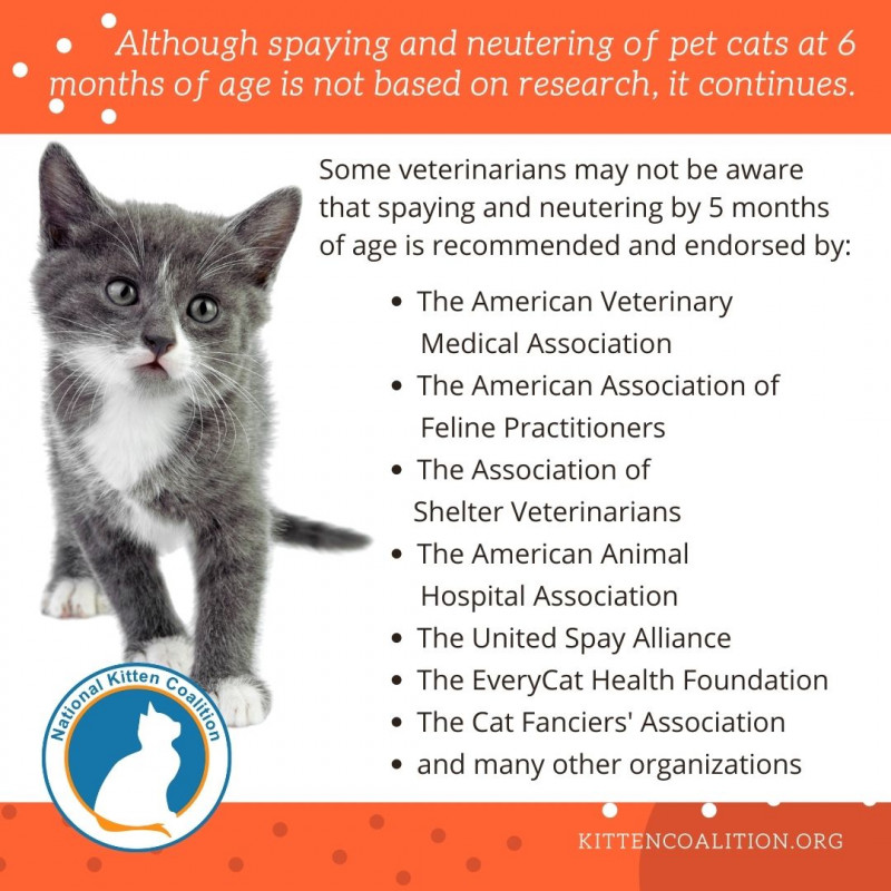 Cat Overpopulation, Welfare and Health: The Importance of Early Spaying