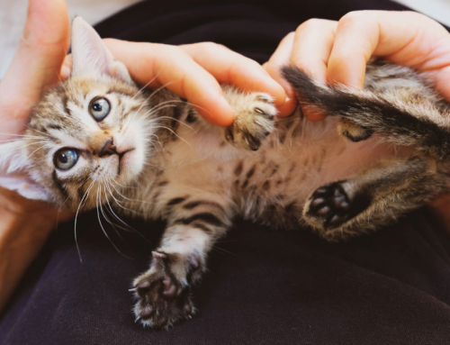 How do I love thee: The Human-Kitten Bond