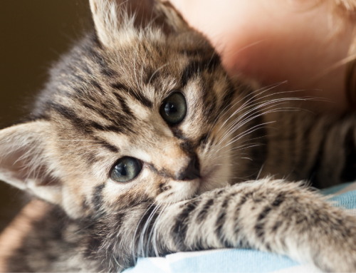 Cat Overpopulation, Welfare and Health: The Importance of Early Spaying and Neutering