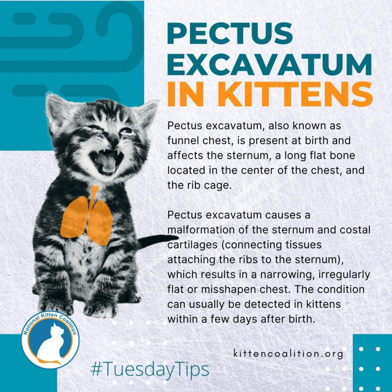 Pectus Excavatum in Kittens National Kitten Coalition