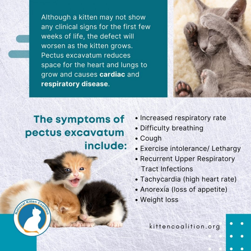 Pectus Excavatum in Kittens - National Kitten Coalition