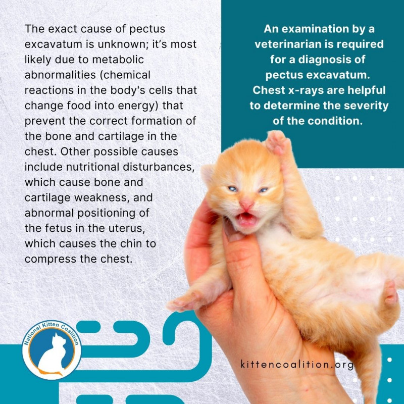 Pectus Excavatum in Kittens National Kitten Coalition