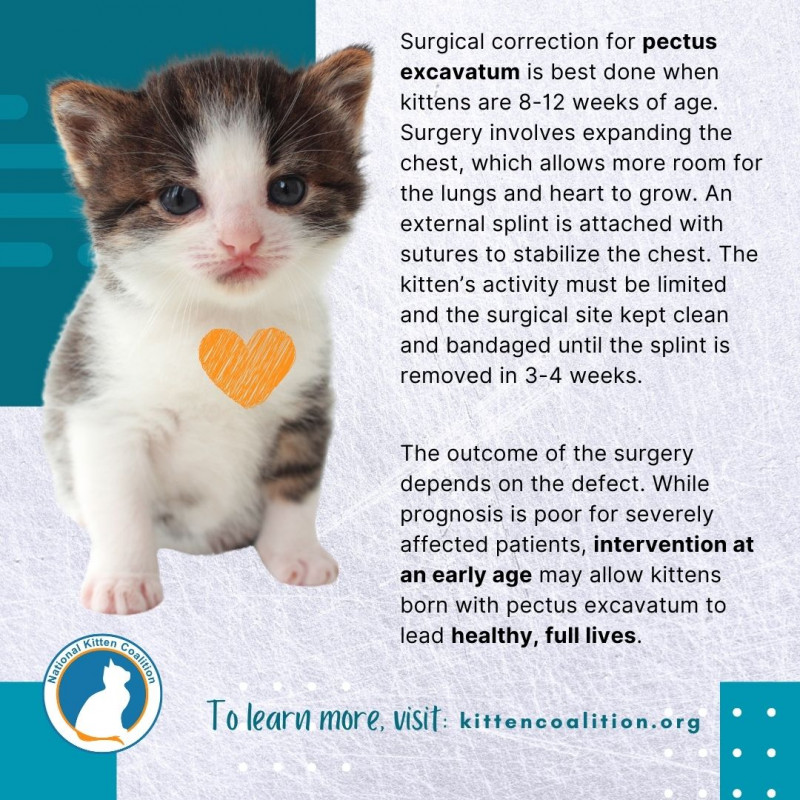 Pectus Excavatum in Kittens - National Kitten Coalition