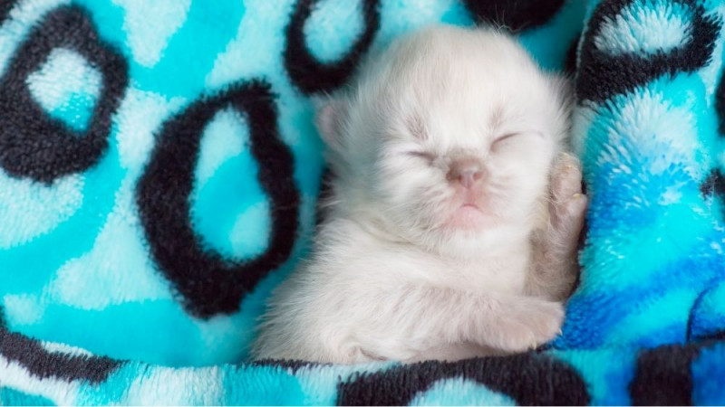 Pectus Excavatum in Kittens - National Kitten Coalition