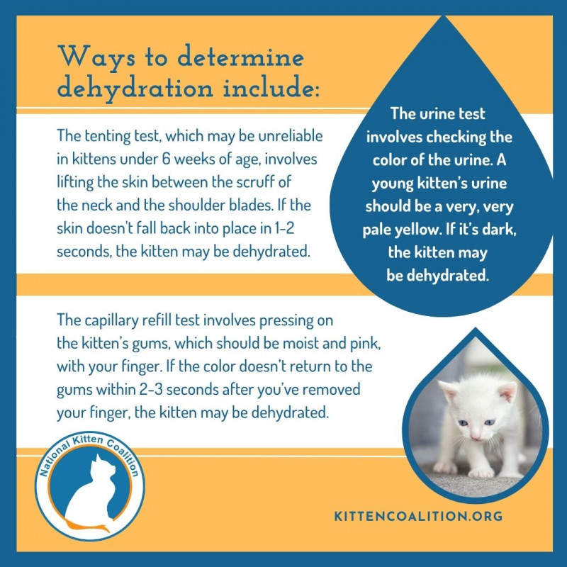 Critical Care for KittensDehydration Part 3 of 4 National Kitten Coalition