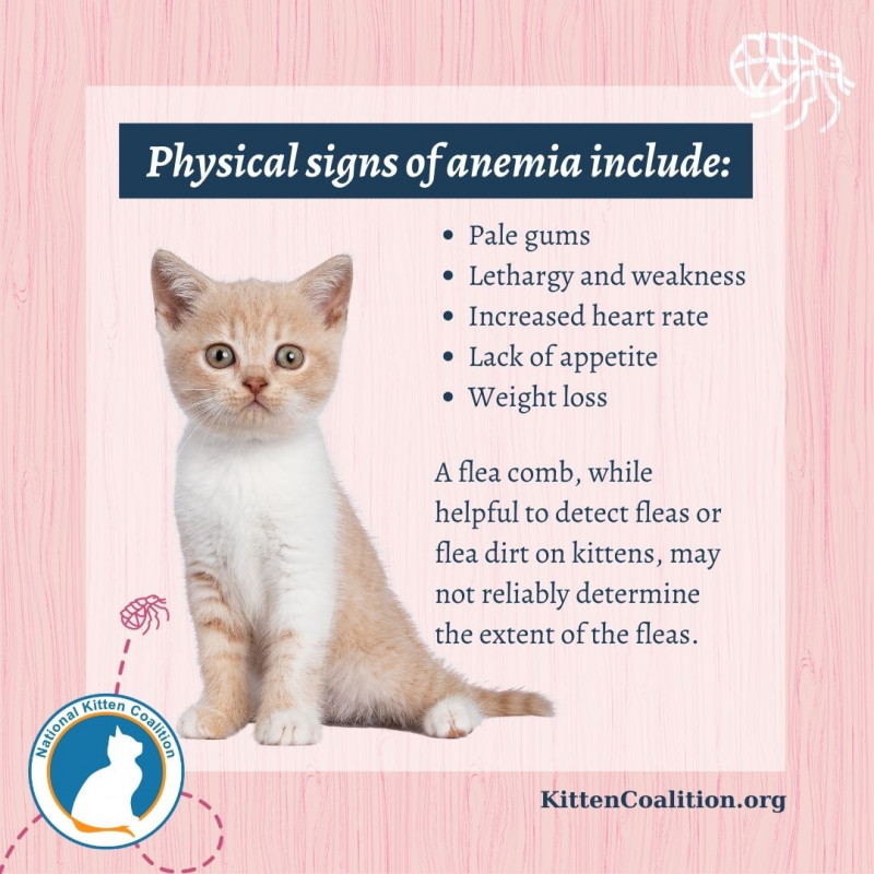 Critical Care for KittensFlea Anemia Part 4 of 4 National Kitten