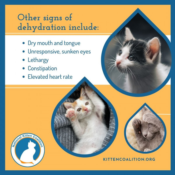 Critical Care for KittensDehydration Part 3 of 4 National Kitten Coalition