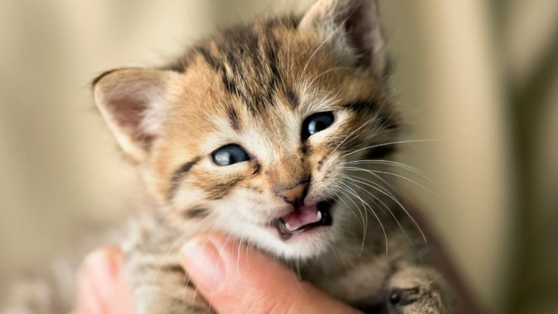 Critical Care for Kittens–Hypoglycemia: Part 2 of 4 - National Kitten