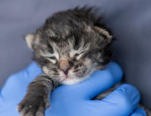 Critical Care for Kittens–Dehydration: Part 3 of 4