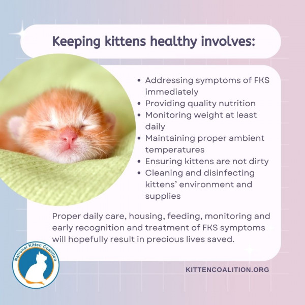 Understanding and Defeating Fading Kitten Syndrome National Kitten