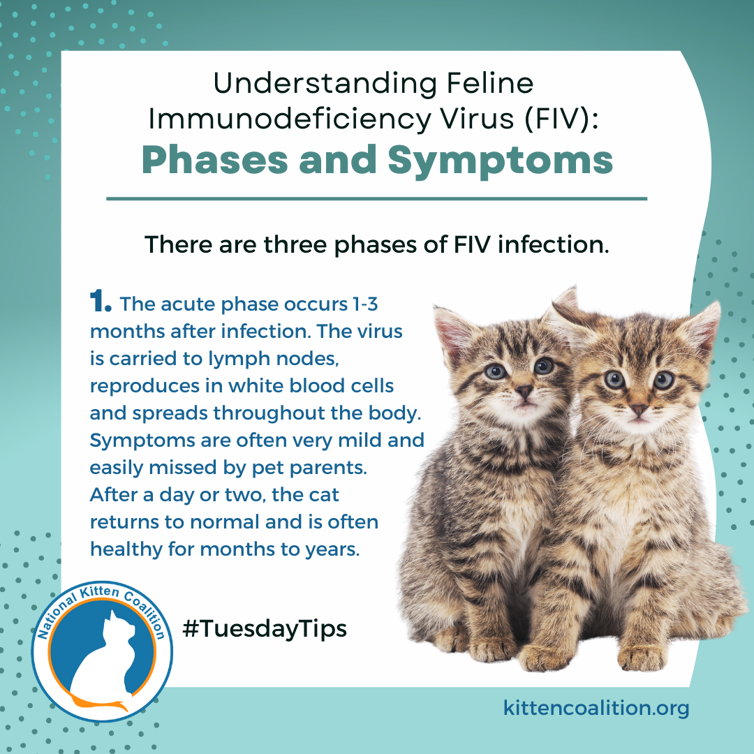 Understanding Feline Immunodeficiency Virus (FIV) Phases and Symptoms