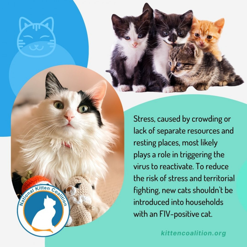 Picture of Understanding Feline Immunodeficiency Virus (FIV): Prevention and ...