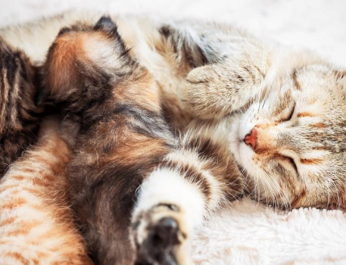 Understanding Feline Leukemia Virus (FeLV) and Supporting FeLV-Positive Cats: Transmission