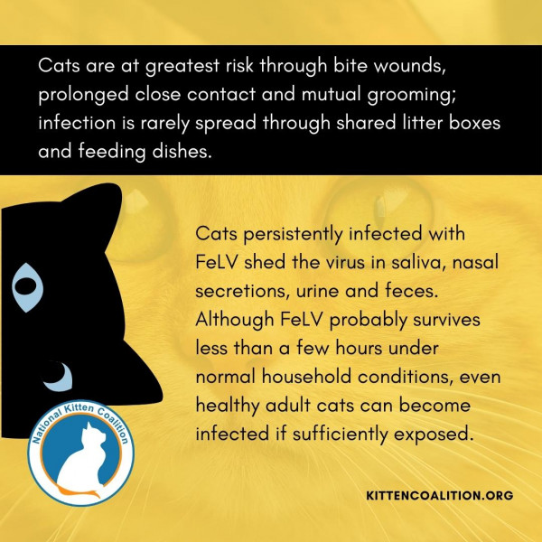 View of Understanding Feline Leukemia Virus (FeLV) and Supporting FeLV-Positive ...