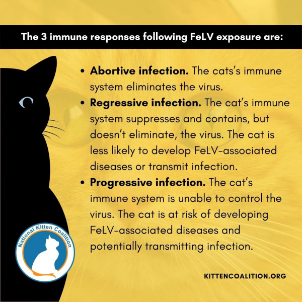 Understanding Feline Leukemia Virus (FeLV) and Supporting FeLV-Positive ...