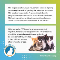 Photo inspiration: Fresh Look at Understanding Feline Immunodeficiency Virus Fiv Transmission And Testing