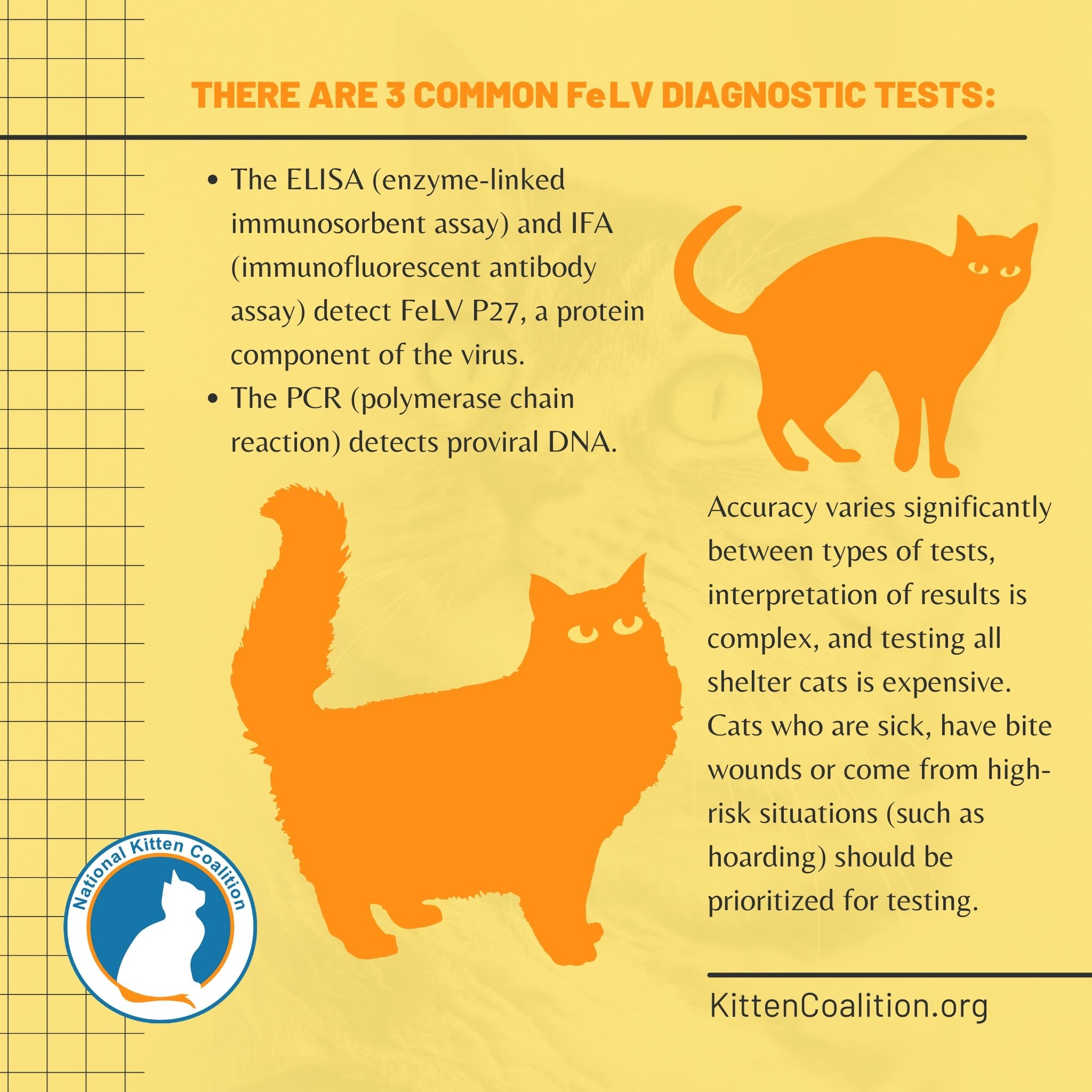 Understanding Feline Leukemia Virus Felv And Supporting Felv Positive Cats Symptoms And