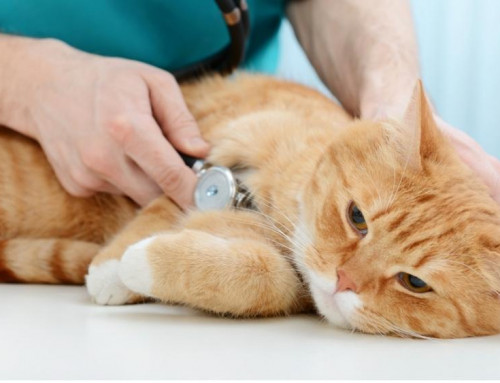 Understanding Feline Leukemia Virus (FeLV) and Supporting FeLV-Positive Cats: Symptoms and Diagnosis