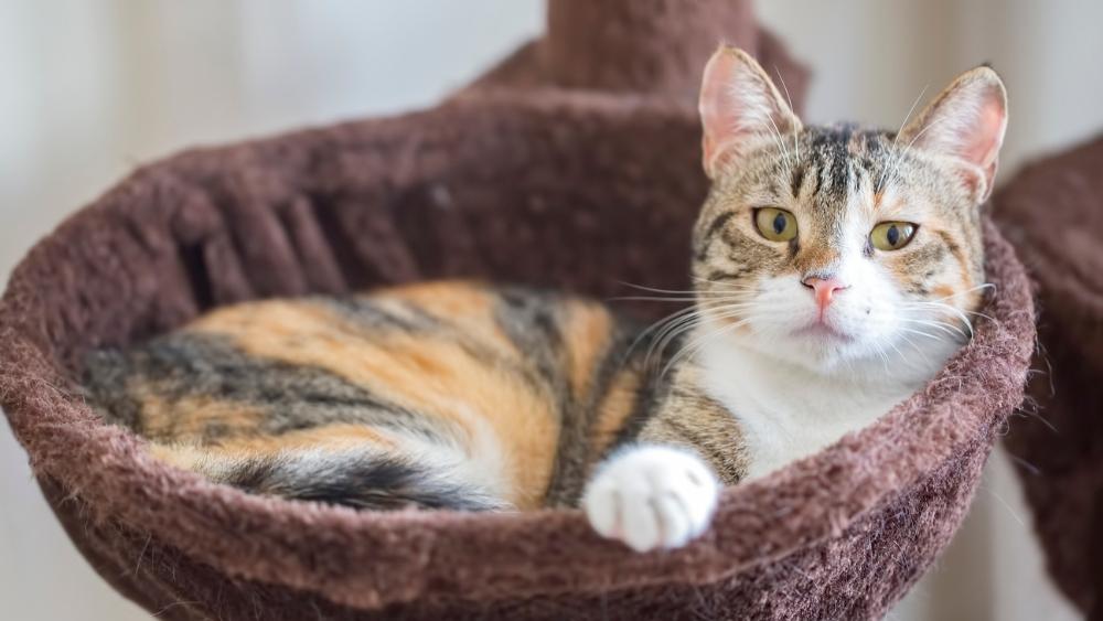 New adoption program for FeLV+ cats
