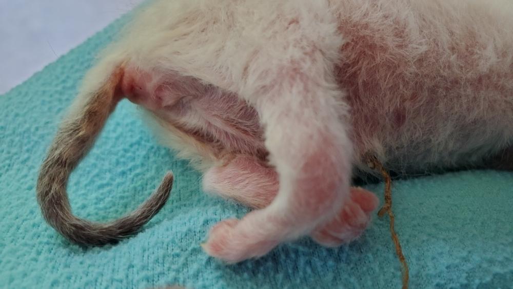 Kitten with Swimmer Syndrome